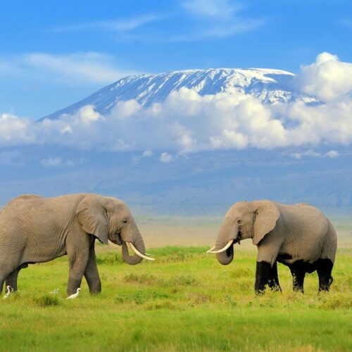 Wild Safari Hits