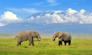 Wild Safari Hits