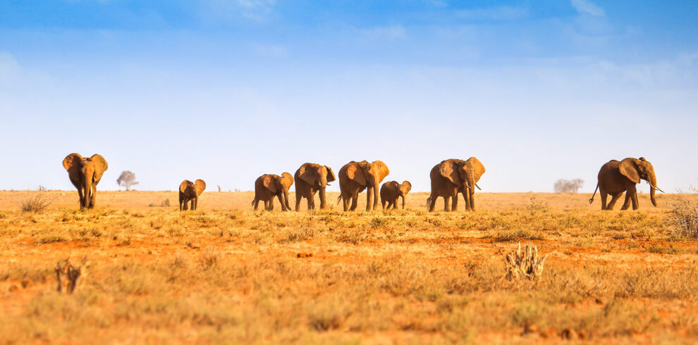 01TSAV-IM0001-tsavo-east-1560