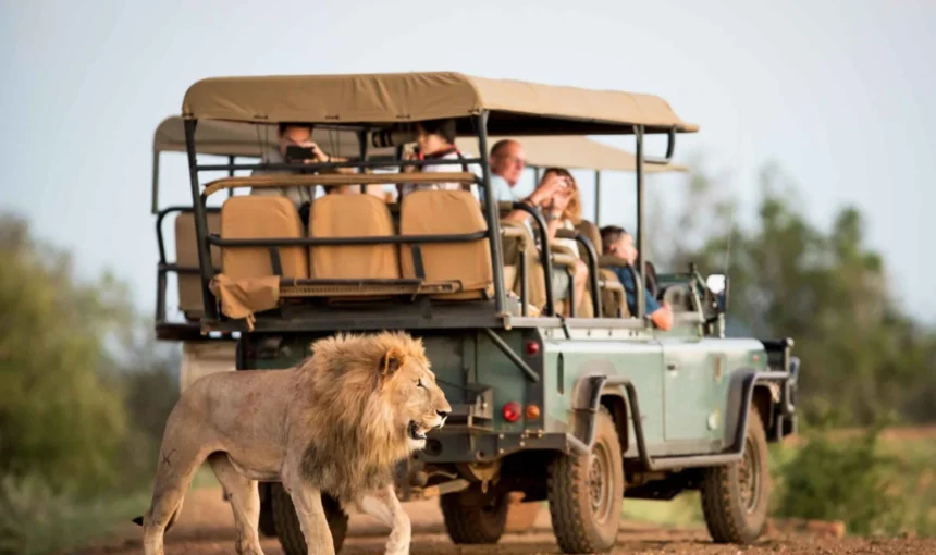 Planning Your First Kenya Safari? Here’s Everything You Need to Know with Wild Safari Hits