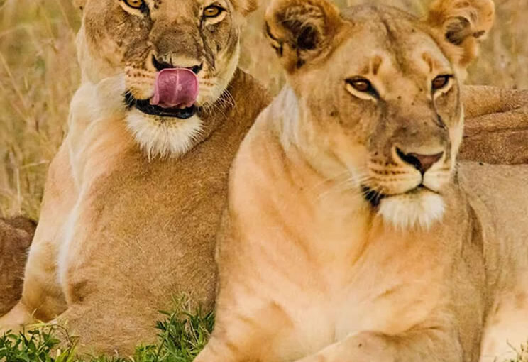 Why Kenya Remains Africa’s #1 Safari Destination — And How Wild Safari Hits (Guided by Fredrick Kilonzi) Makes It Unforgettable