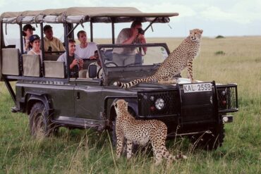 Best Affordable Safari