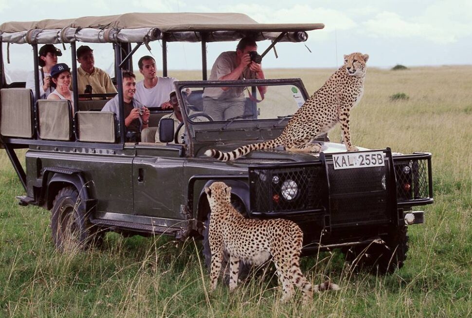 Best Affordable Safari