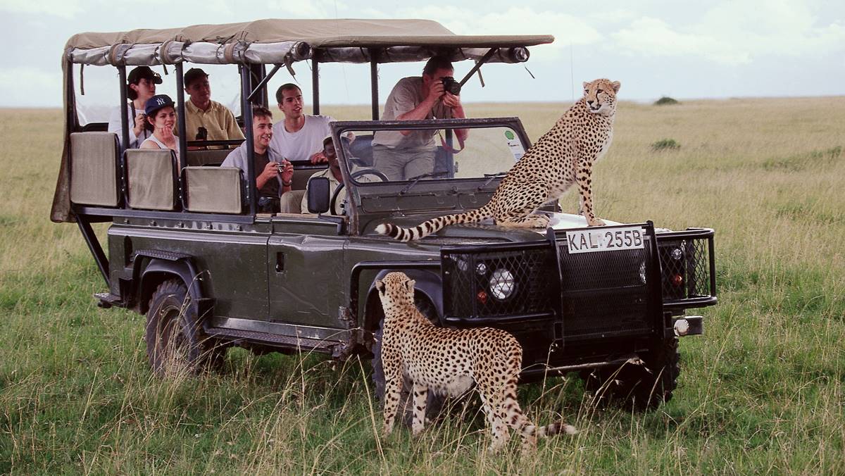 Best Affordable Safari