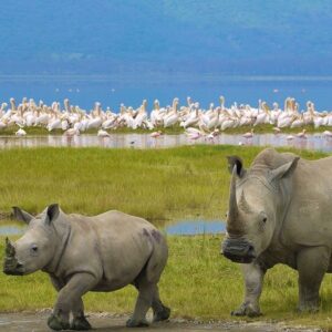 Safaris