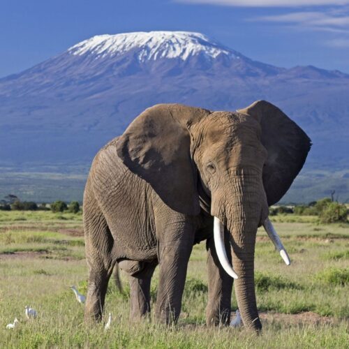 12 Days Amboseli, Ol Pejeta and Masai mara Luxury air safari